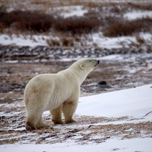 A polar bear looking around